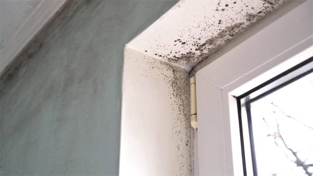  St Vincent College, PA Mold Removal Pros