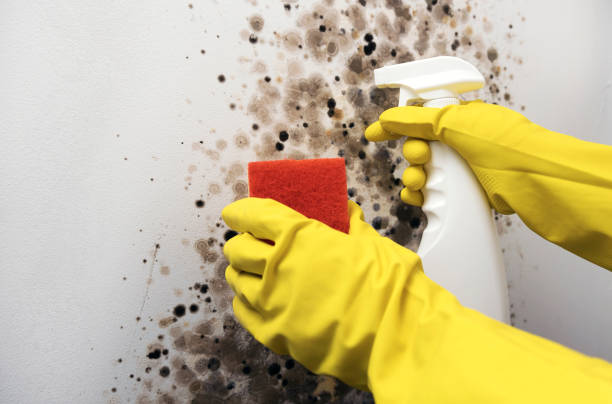 Mold Testing and Removal in St Vincent College, PA