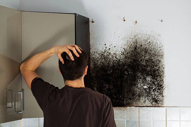 Best Office Mold Removal Services  in St Vincent College, PA